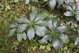 Helleborus orientalis. Вегетирующее растение (некоторые листья повреждены). Грузия, Боржоми-Харагаульский национальный парк, нижняя часть долины р. Ликаницхеви, ≈ 850 м н.у.м, хвойный лес. 08.10.2018.