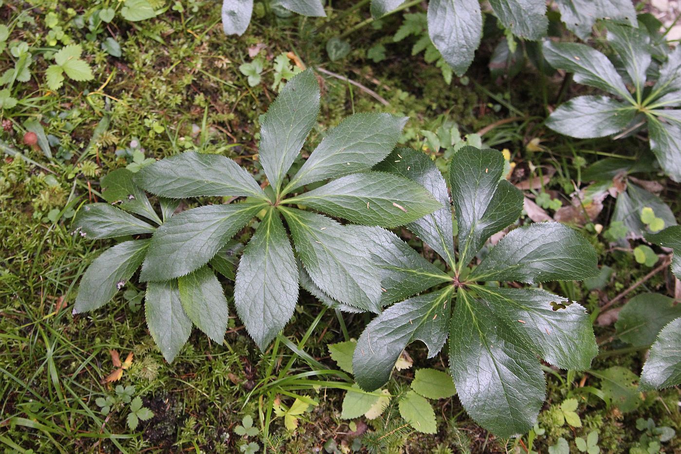 Image of Helleborus orientalis specimen.