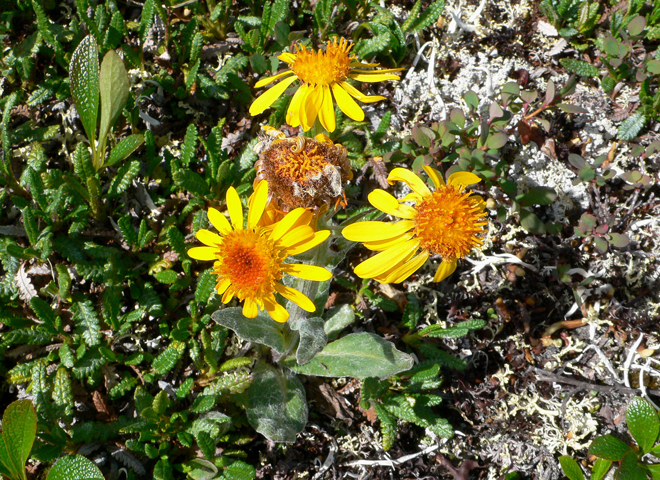 Image of Tephroseris pseudoaurantiaca specimen.