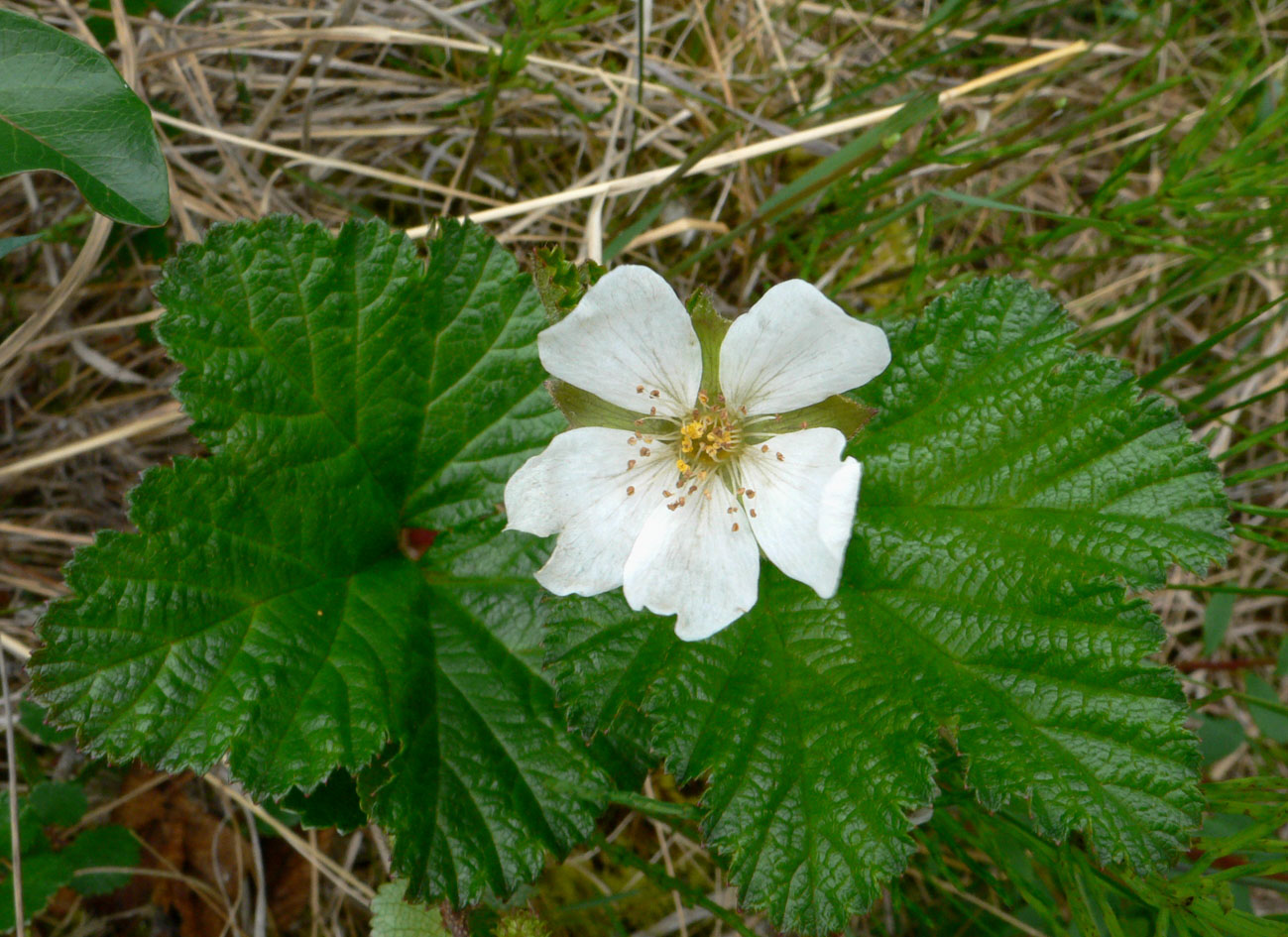 Изображение особи Rubus chamaemorus.