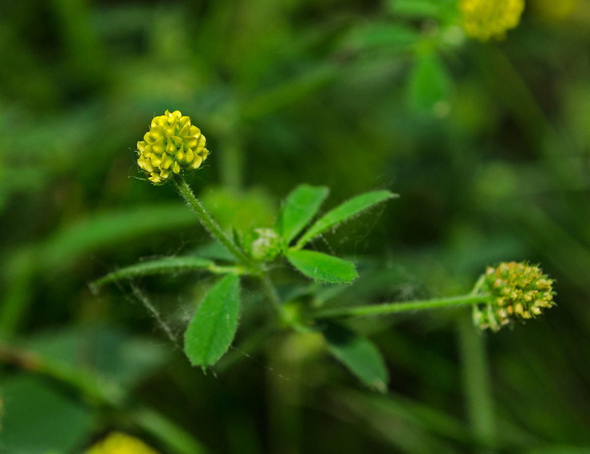 Image of Medicago lupulina specimen.