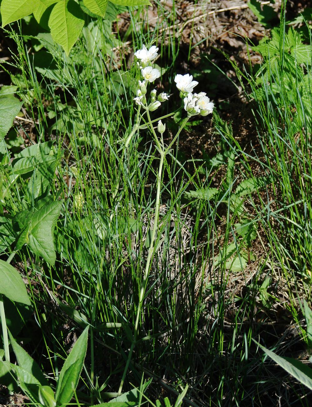 Image of Cerastium maximum specimen.