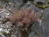 Sedum pallidum