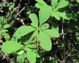 Berberis vulgaris. Часть ветви с незрелыми плодами и галлом(?) на листе. Дагестан, окр. с. Талги, склон горы. 15.05.2018.