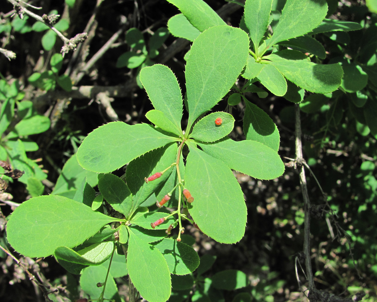 Image of Berberis vulgaris specimen.