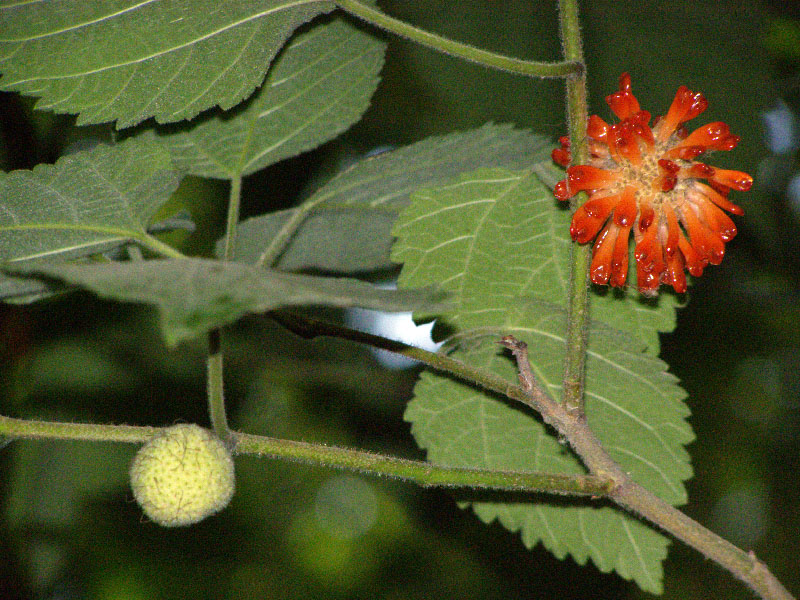 Image of Broussonetia papyrifera specimen.