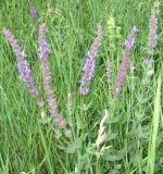Salvia tesquicola