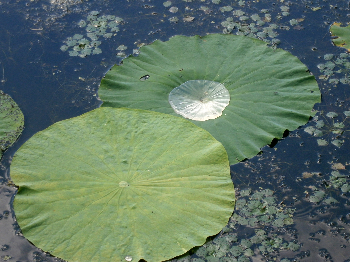 Image of Nelumbo komarovii specimen.
