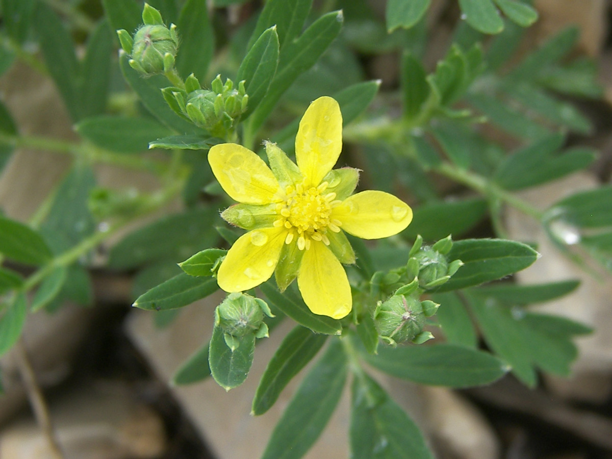 Image of Potentilla orientalis specimen.