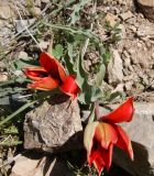 Tulipa florenskyi