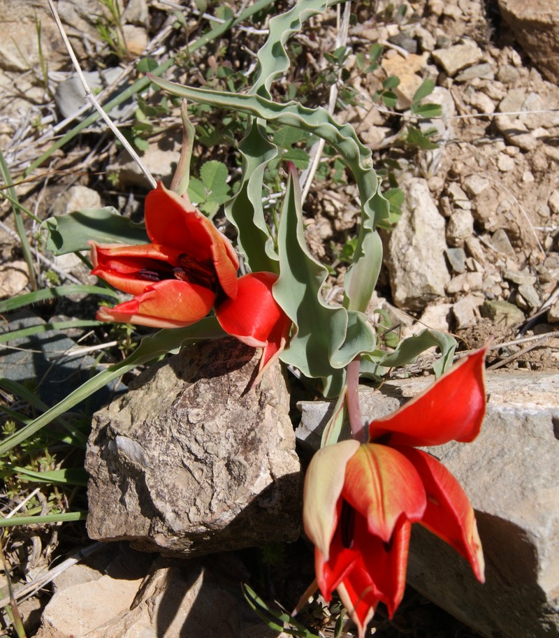 Изображение особи Tulipa florenskyi.