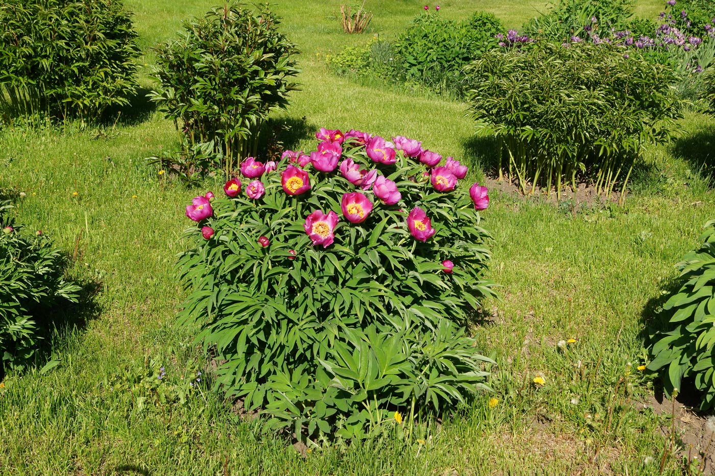 Изображение особи род Paeonia.