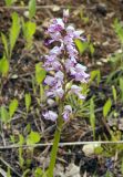 Orchis militaris