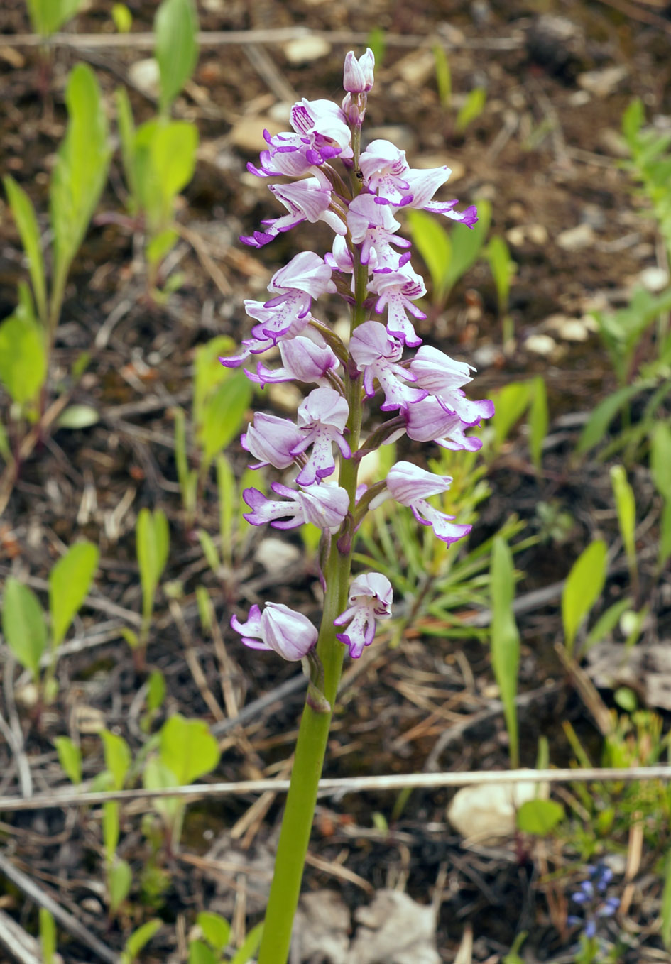 Изображение особи Orchis militaris.