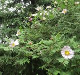 Rosa roxburghii