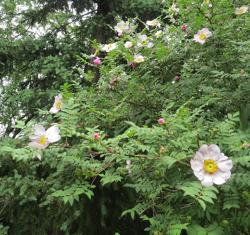 Image of Rosa roxburghii specimen.