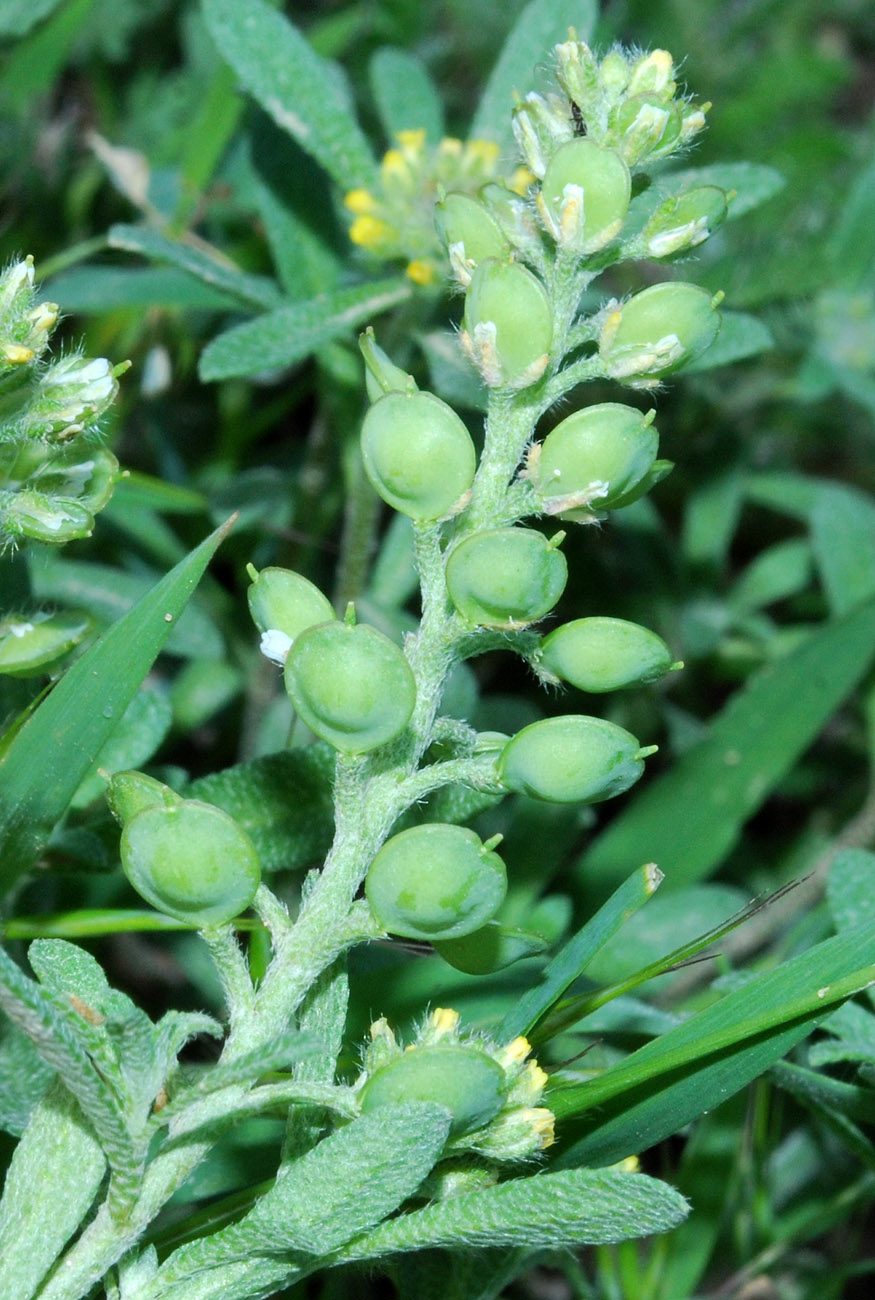 Image of Alyssum turkestanicum var. desertorum specimen.