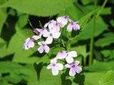 Lunaria rediviva