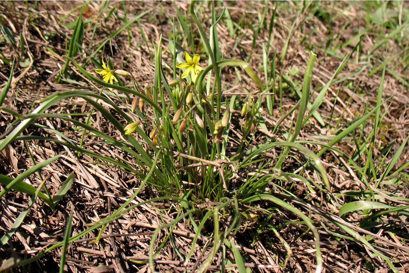 Изображение особи Gagea erubescens.