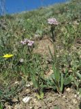 genus Valerianella. Цветущие растения. Дагестан, окр. с. Талги, склон горы. 22.04.2019.