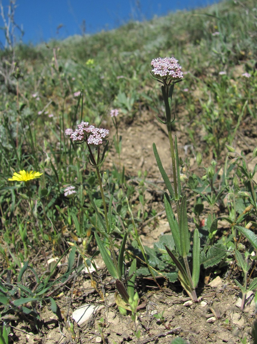 Изображение особи род Valerianella.