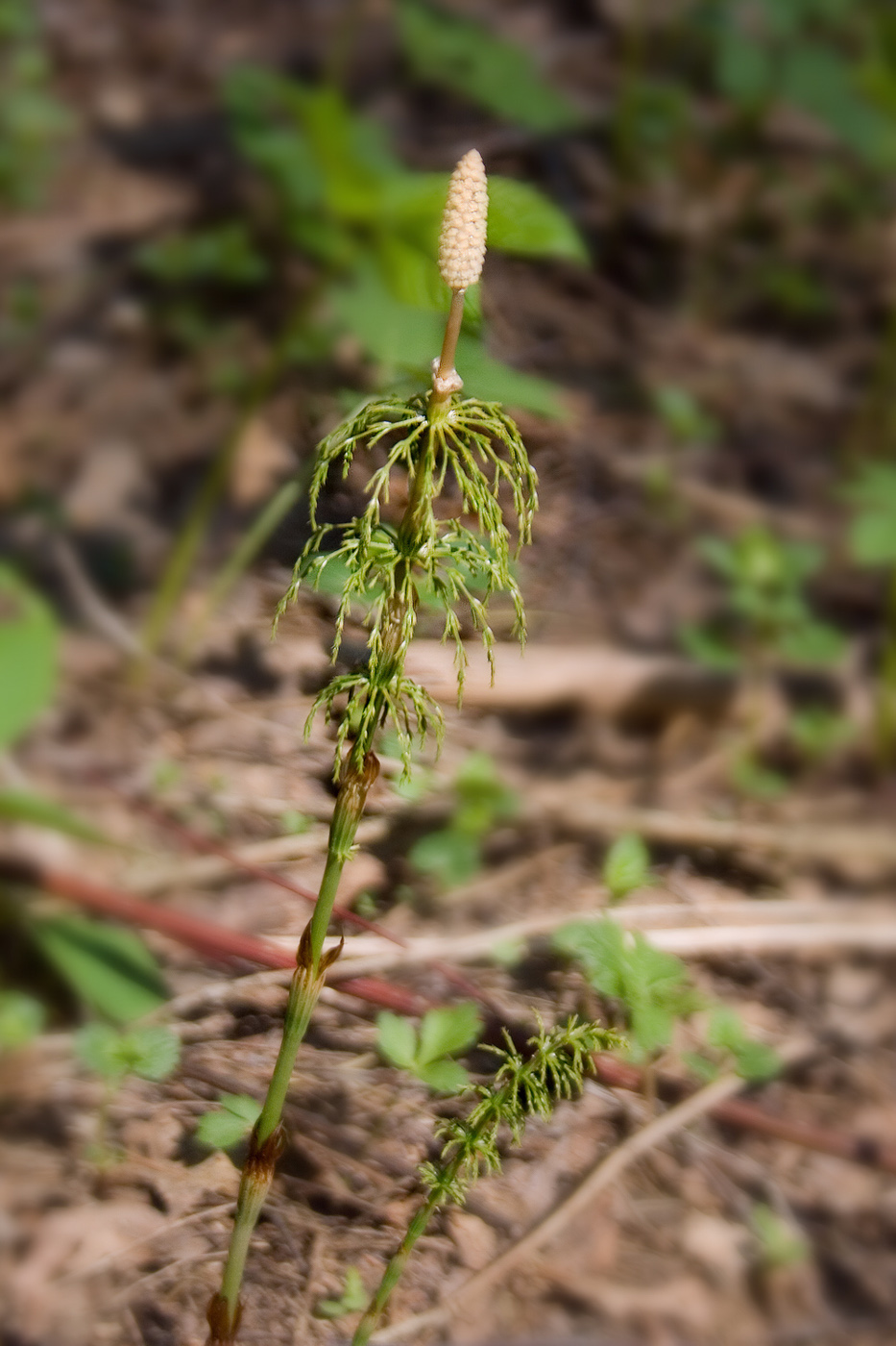 Изображение особи Equisetum sylvaticum.