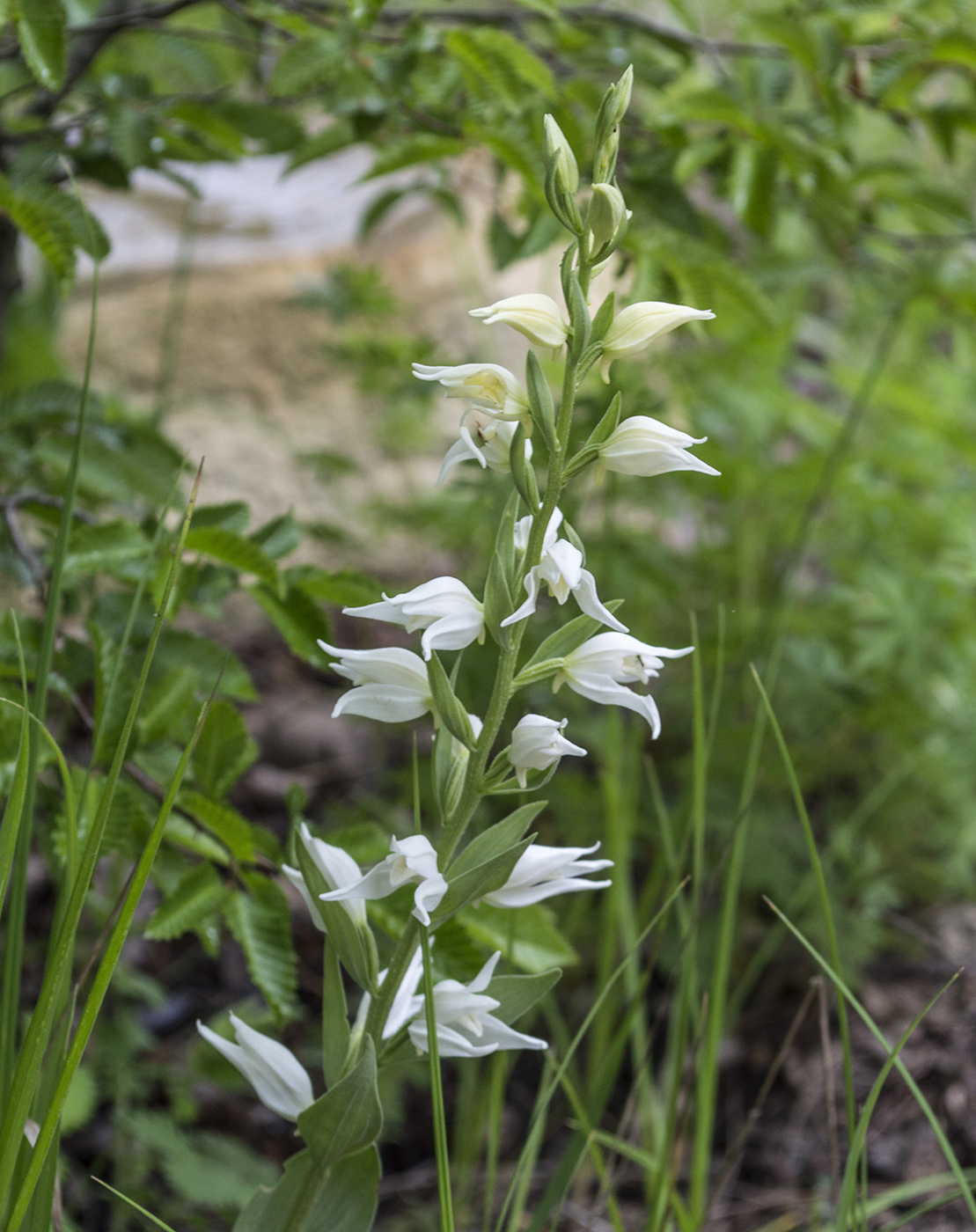 Изображение особи Cephalanthera epipactoides.