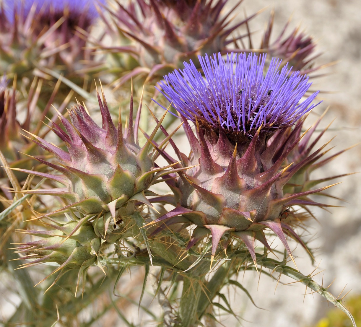 Изображение особи Cynara cardunculus.