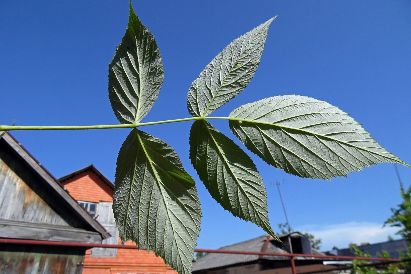 Изображение особи Rubus idaeus.