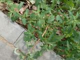 Oxybasis glauca