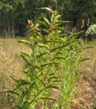 Genista tinctoria. Верхушка плодоносящего растения. Татарстан, г. Бавлы. 11.07.2010.