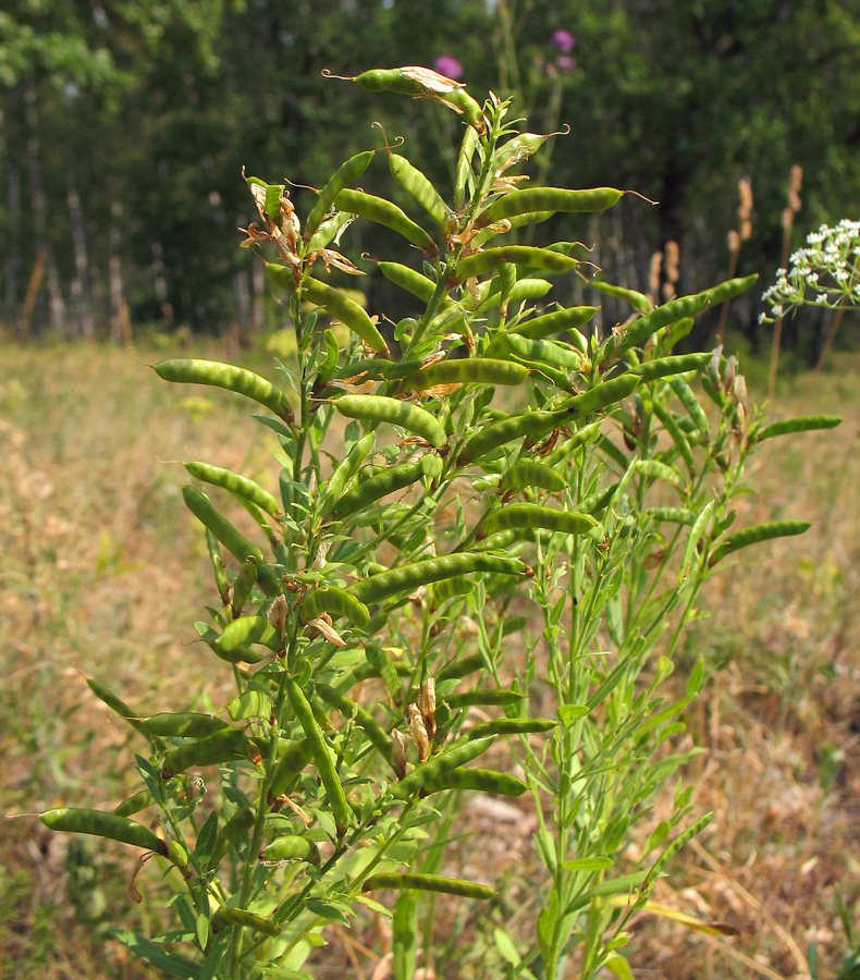 Image of Genista tinctoria specimen.