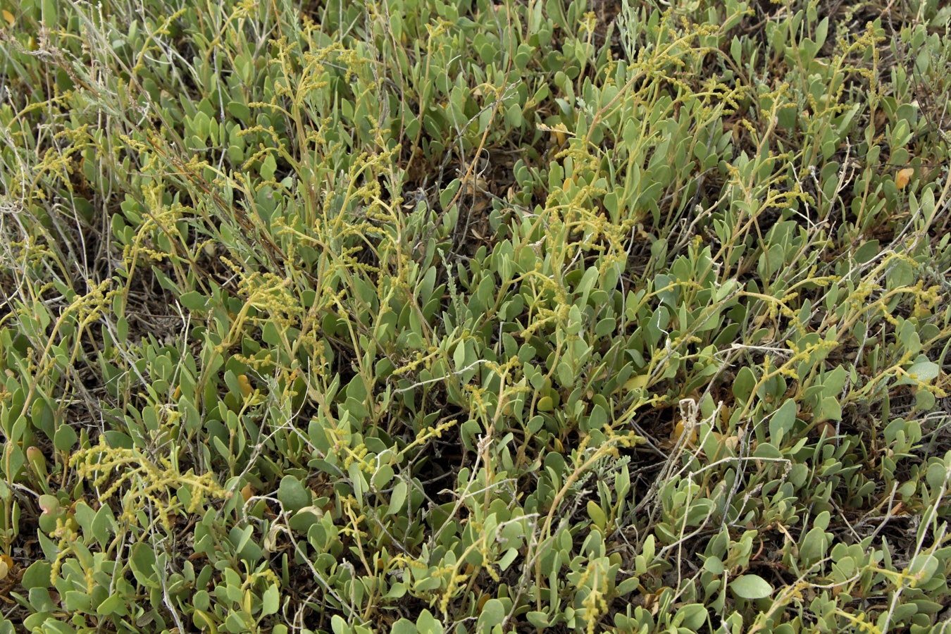 Изображение особи Halimione verrucifera.