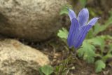 Campanula chamissonis