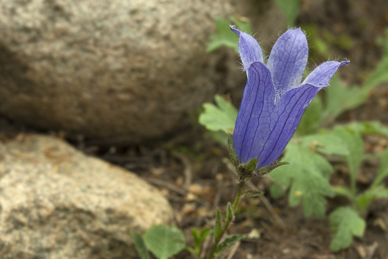 Изображение особи Campanula chamissonis.