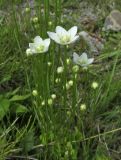 Parnassia palustris