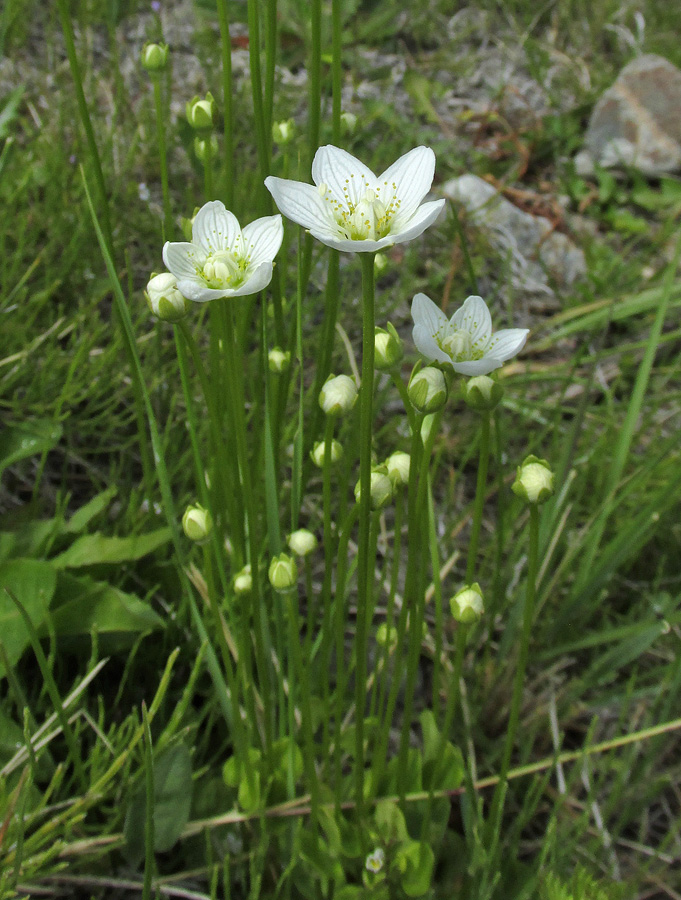 Изображение особи Parnassia palustris.