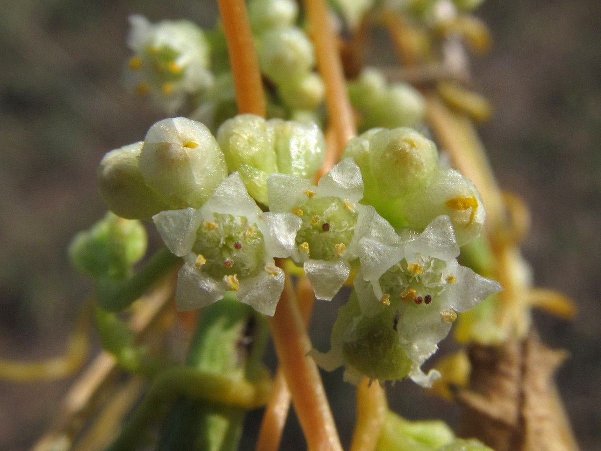 Image of Cuscuta cesatiana specimen.