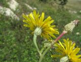 Crepis pannonica