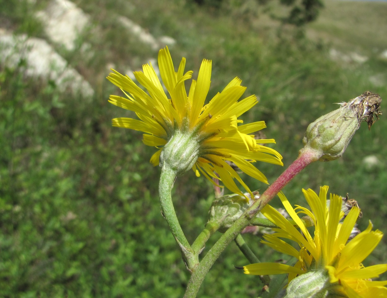 Изображение особи Crepis pannonica.