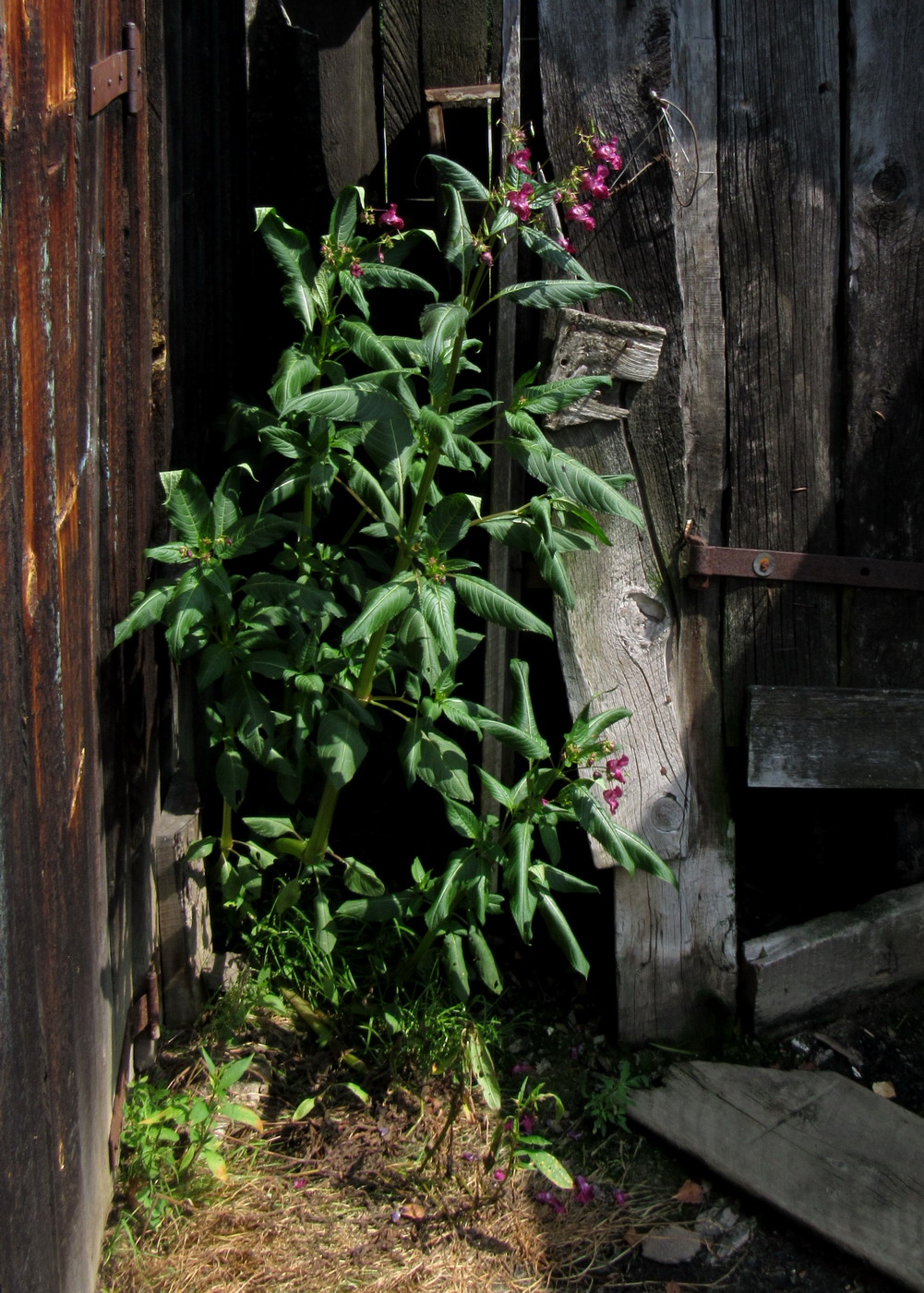 Изображение особи Impatiens glandulifera.