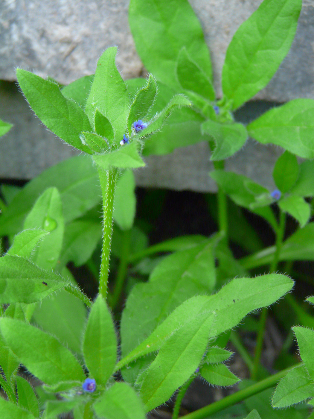 Image of Asperugo procumbens specimen.