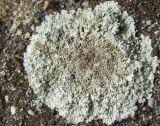 Lecanora muralis