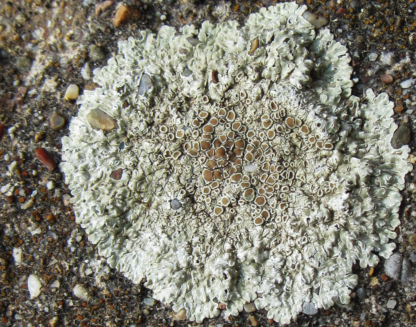 Изображение особи Lecanora muralis.