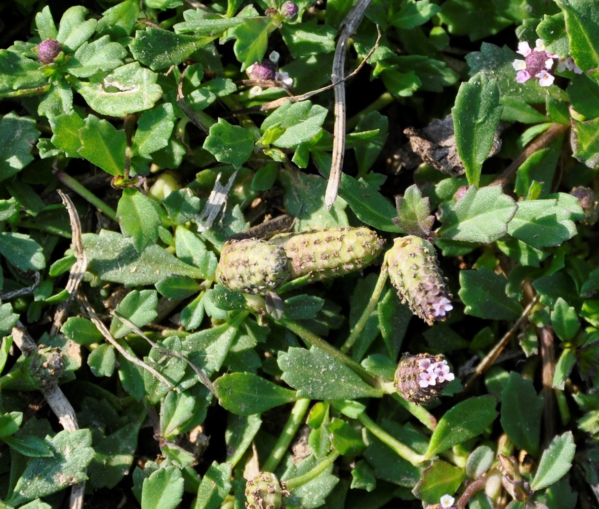 Image of Lippia nodiflora specimen.