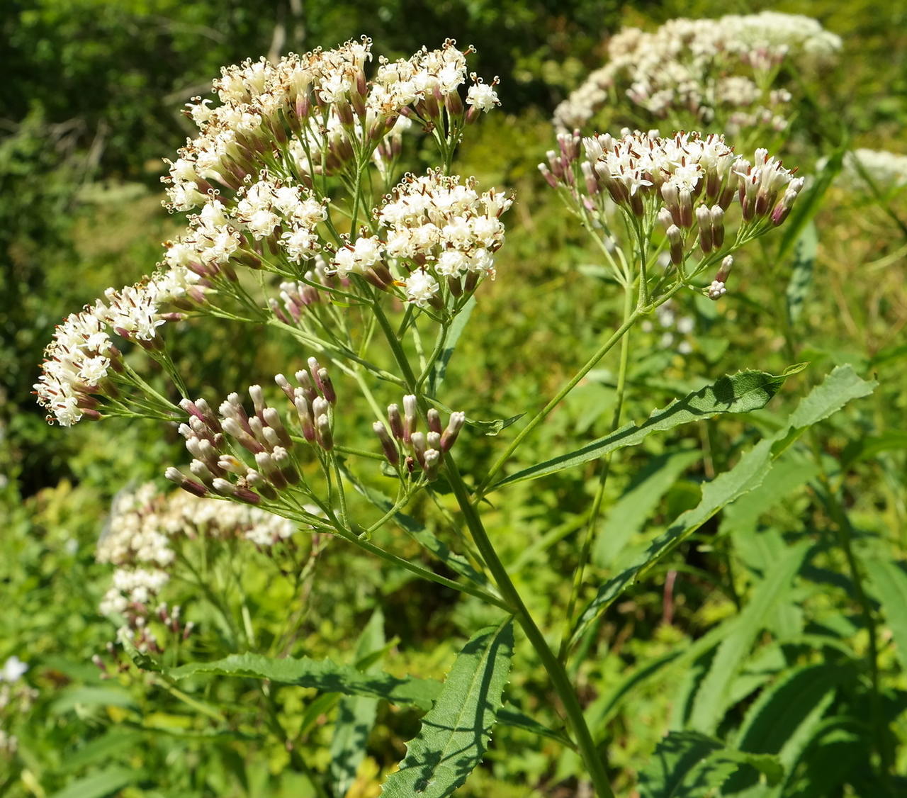 Image of Pojarkovia pojarkovae specimen.