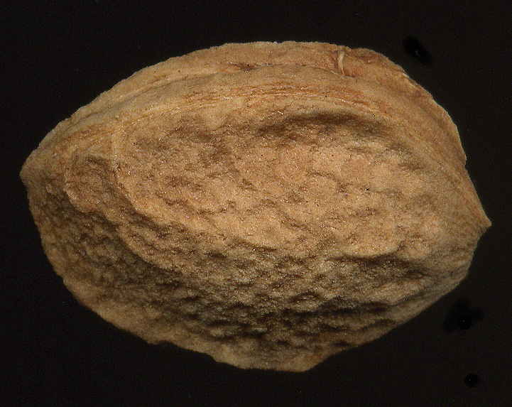 Image of Prunus domestica specimen.