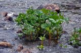 Petasites radiatus