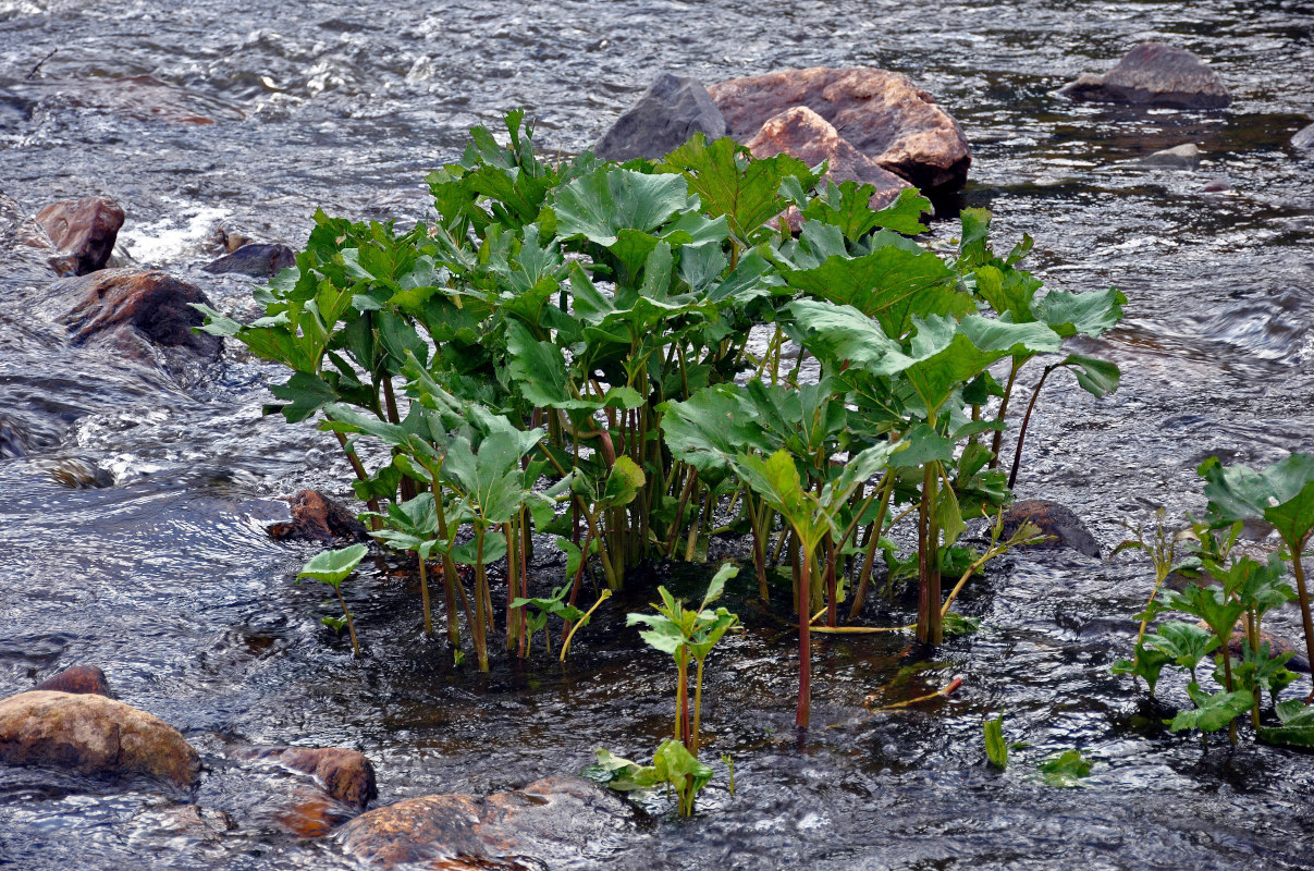 Изображение особи Petasites radiatus.