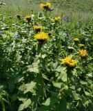 Inula grandiflora